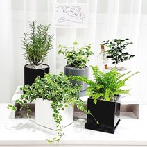갑조네 공기정화식물 41종 화분세트 도자기원형화분, 40.산세베리아 문샤인, 도자기원형무광화분11cm(화이트), 화분받침/관리키트증정