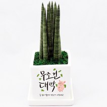 무조건대박 개업 선물 실내 공기정화식물 화분 맞춤형 축하 메세지 꽃화분 배달 입주 집들이 이사 가게오픈 카페 식당 승진 사무실, 금전수, 쇼핑백O