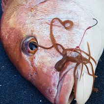 엔에스 퓨리어스 라바스퀴드 점보 타이라바 참돔 꼴뚜기웜 루어낚시, 퓨리어스 라바라바 훅 M