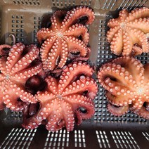 제수용 문어 숙회 모리타니아산 1.5Kg 한가위 명절 차례 제사상 문어