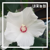 내꽃농원 원추리 포트묘 3주 묶음