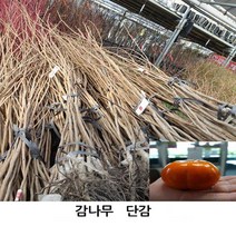감나무 묘목 조추왕단감 진영단감 변이종 2년생