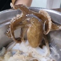서해안 태안 생물 주꾸미 쭈꾸미 1kg 산지직송, 1kg (10-15미 내외)