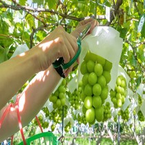 고당도 프리미엄 제철 샤인머스켓 망고포도 선물세트, 샤인머스켓 2kg 4수(특)
