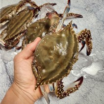 태안 신진도항 가을 숯꽃게 활꽃게 빙장포장, 3kg, 1개