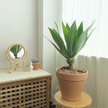 우아한 인테리어 식물 실내에서 키우기 좋은 아가베 아테누아타 중형 화분, 이태리 살구 토분 (분갈이 후 발송), 1개