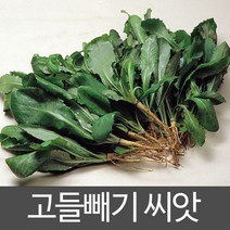고들빼기 씨앗 약초 종자 야생초 토종 재래종 5000알, 1개