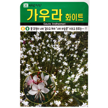 가우라화이트꽃씨앗 나비바늘꽃 100립