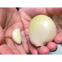 코끼리마늘, 코끼리마늘2kg