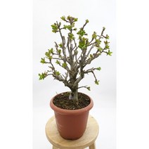 애기사과 작고 귀여운 열매와 꽃 분재소재 중대품