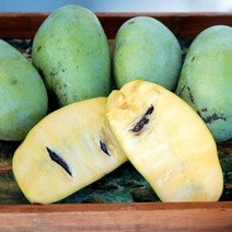 농장직송 생과 고당도 고급형 포포열매 건강식 과일 부모님 선물 이색과일, 3kg(12~15과), 포포열매_대과, 1개