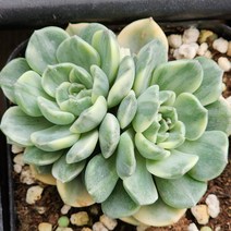 팅커벨금(램덤발송), 1개