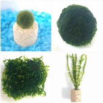 마리모모스볼프리미엄버드나무 초보음성수초키우기, 3번 프리미엄모스 3 x 3cm