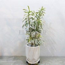 [받침풀세트] 플라랜드 공기정화 인테리어식물 드라세나 송오브 인디아 개업식물 테라조화분, 송오브인디아-테라조팔각화분