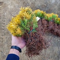 [모든원예조경] 에메랄드골드 묘목 (삽목1년생) 50주묶음 울타리용