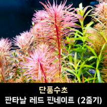 판타날 레드 핀네이트 (2줄기)