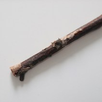 자작 나무 나뭇 가지 인테리어 재료 50cm 두꺼운타입