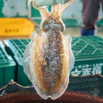 서해안 냉동 손질 갑오징어 쭈꾸미 1kg, 1개, 냉동 손질 갑오징어 1kg(3-4미)