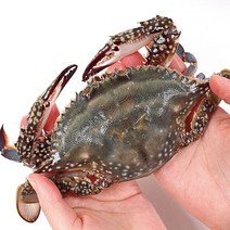 2023년 제철활꽃게 2kg 3kg (+일회용식탁보) 제철 산지직송 급냉 활, (생물)제철활꽃게3kg(9-15미)+일회용비닐식탁보