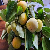 감나무묘목 태추단감 화분묘 과실수, 1개