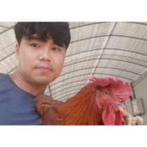 노계닭 폐계(생닭)1.3kg내외-2마리