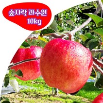 경북 봉화 부사 5kg 10kg (대과 중과 소과) 고당도 꿀 사과 숲자락 과수원 산지직송, 중과 10kg(40과 내외)