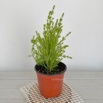 율마(소) 피톤치드가나오는 율마키우기 공기청정식물율마 율마물주기 율마키우기 율마키우는법 실내공기정화식물 공기청정식물 집에서키우는식물 집에서키우기쉬운식물 집이건조할때 습도올리기, 본상품