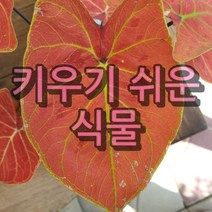 키우기쉬운식물 문샤인 아이비나무 스킨답서스 행운목 개운죽 풍란 테이블야자 호야 산호수 율마 천냥금 오렌지자스민 수퍼바 산세베리아 금전수 스파트필럼 스투키 남천 고무나무 다육, 16. 스노우사파이어 1개