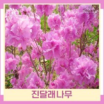 철쭉나무 묘목 진달래 키60cm 포트묘 5개
