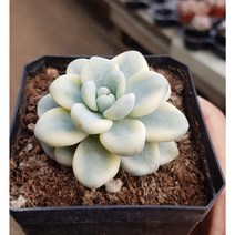 행복한꽃순이//라울금