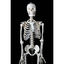 인체 뼈 골격 해골 모형 교육 180cm 해골표본 척추, 180cm 남성 골격