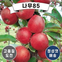 (나무85) 사과나무묘목 14종 시리즈, 8.미얀마 R3 내외 분