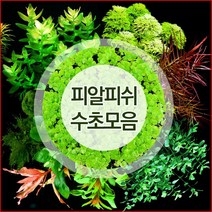 피알피쉬 유경수초 균일가/키우기쉬운수초/수초어항/후경수초, 008. 워터바코바 5촉