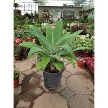 아가베 아테누아타/공기정화 전자파 탁월