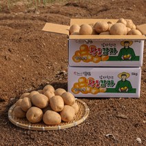 [감자청년] 2023년 햇감자 두백감자 왕왕/ 왕/ 특/ 상사이즈 20kg 10kg 5kg 3kg, 3kg 특, 1박스