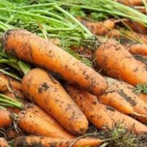 정직한먹거리 국내산 제주 구좌 흙 햇 당근 carrot, 10kg, 상(주스&반찬)
