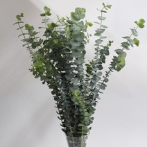 블랙잭 유칼립투스 생화택배 (강남꽃도매시장 생화택배) 꽃예꽃, 취소처리(취소선택시 다른꽃변경불가), 금~일요일 구매시 (화요일 도착), 1개