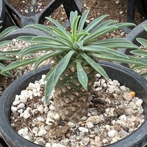 [올식스] 괴마옥 파인애플 선인장 다육식물 다육이 키우기 공기정화식물 개업화분