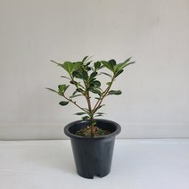 만리향 실내공기정화식물 반려식물 플랜테리어 온누리꽃농원