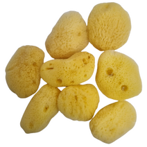 천연해면스펀지 5P