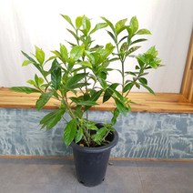 열매치자 대품 치자나무 치자꽃 치자화분