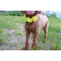 견생혼 고양이 강아지 프릴 꽃 케이프 보타이 생일파티케이프, 핫핑크(One Size)