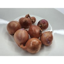 [특급] 샬롯 300g 미니양파 험댕