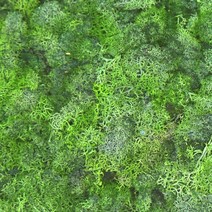 모스이끼 그린 D-05-007