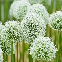 알리움 (마운트에베레스트) 구근 (1개)