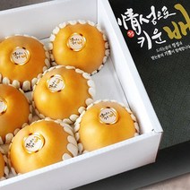 프리미엄 꿀 나주배 신고배 가정용 선물용 과일 햇 배 설 추석 명절 선물 세트 한박스 5kg 7.5kg 15kg, 3. 나주 신고배 5kg 8~10과 내외(선물용)
