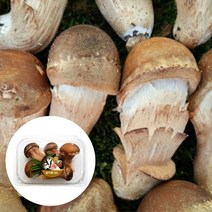 무농약 참송이버섯 120g 중품 실속선물용 가정용, 단품