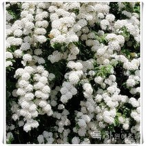 목하원예조경 조팝나무 묘목 공조팝나무 (H0.6개화주) 5주묶음