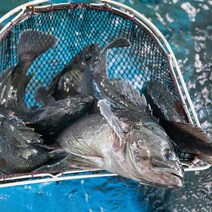 맛수러움 생물 통우럭 1마리 우럭, 450g내외