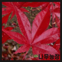 (나무농장) 단풍나무 사계접목홍단풍 R4 내외 분